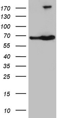 Rex1 Antibody