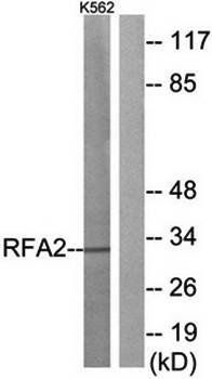 RFA2 (Ab-21) Antibody