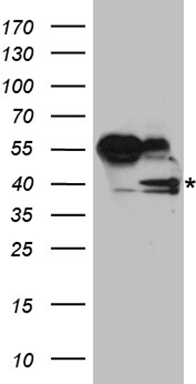 RFC3 Antibody