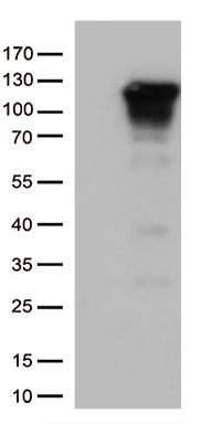RFC3 Antibody