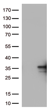 RFC3 Antibody
