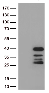 RFC3 Antibody