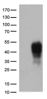 RFC3 Antibody