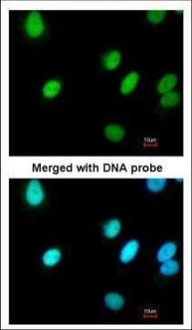 RFC4 Rabbit Polyclonal Antibody
