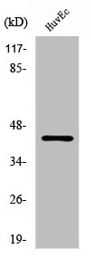 RFPL4A Antibody