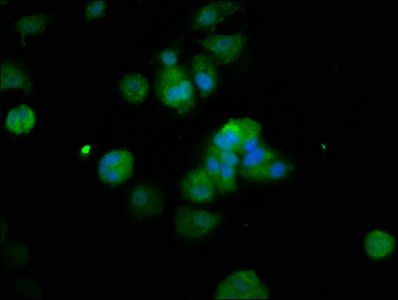 RFX2 Antibody