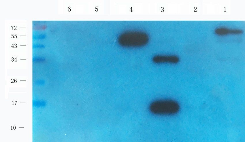 RGCC Rabbit Polyclonal Antibody