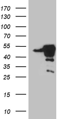 RGL2 Antibody