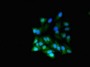 RGL2 Antibody