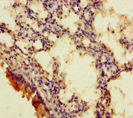 RGMA Antibody
