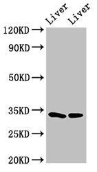 RGN Antibody