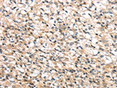 RHCG Antibody