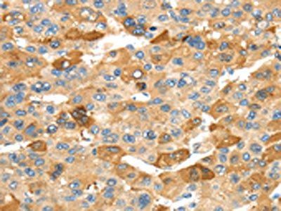RHCG Antibody