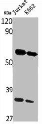 RHCG Antibody