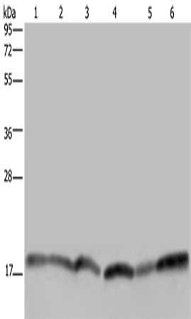 RHEB Antibody