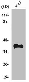 RHO Antibody