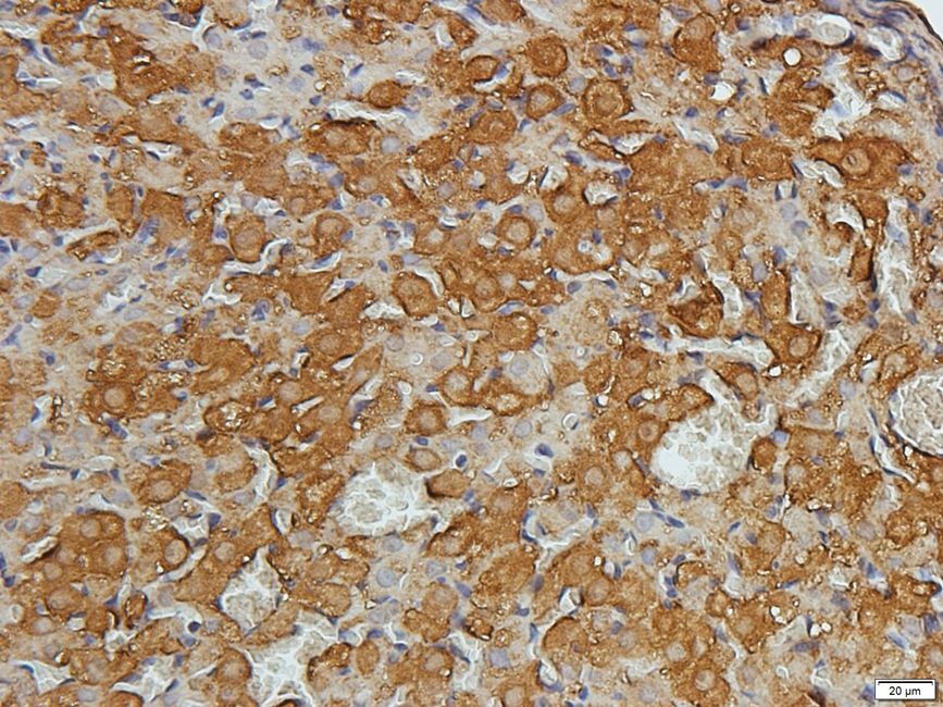 Rho guanine nucleotide exchange factor 7 Rabbit Polyclonal Antibody