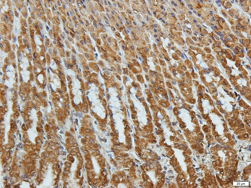 Rho guanine nucleotide exchange factor 7 Rabbit Polyclonal Antibody