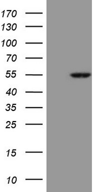 RHOC Antibody
