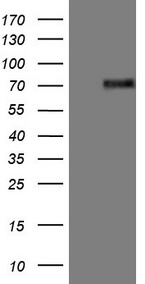 RHOC Antibody