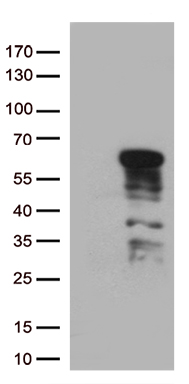 RHOC Antibody