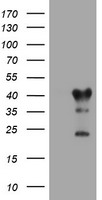 RHOD Antibody