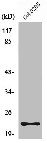 RHOD Antibody