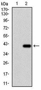 RHOF Antibody