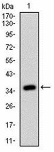 RHOF Antibody
