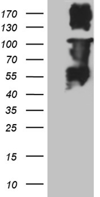 ARHGAP5 Antibody