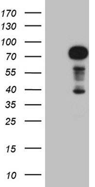 ARHGAP5 Antibody