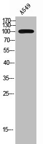 RHPN1 Antibody