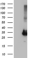 RNH1 Antibody