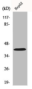 RIMKLB Antibody