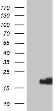 RING1 Antibody