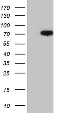 RING1 Antibody