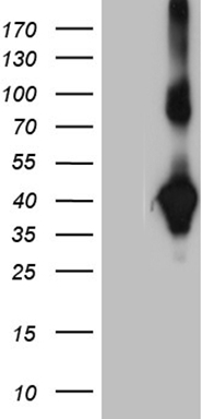 RING1 Antibody
