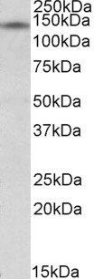 RIP140 Antibody
