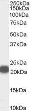 PEBP1/RKIP (Internal) Antibody