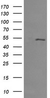 RMC1 Antibody