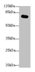 RMI1 Antibody