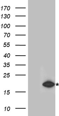 RMI2 Antibody