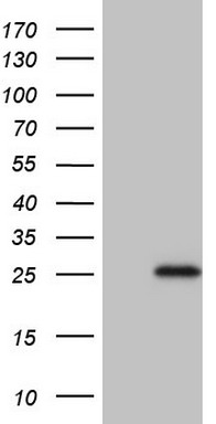 RMND5A Antibody