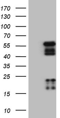 RMND5A Antibody