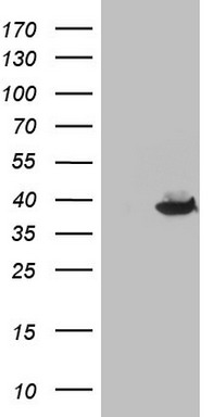 RMND5A Antibody