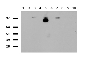 CAS9 Antibody