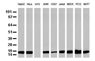 CAS9 Antibody