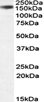 RNASEN/Drosha Antibody