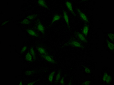 RNF20 Antibody