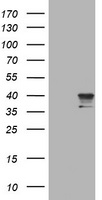 RNF39 Antibody